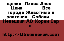 щенки  Лхаса Апсо › Цена ­ 20 000 - Все города Животные и растения » Собаки   . Ненецкий АО,Хорей-Вер п.